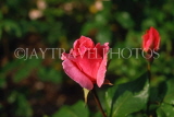 UK, LONDON, Regent's Park, Rose Gardens, deep pink Rose bud, UK7387JPL