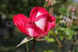 UK, LONDON, Regent's Park, Rose Gardens, deep pink rose, UK15142JPL