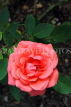 UK, LONDON, Regent's Park, Rose Gardens, deep pink rose, UK29840JPL