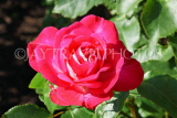 UK, LONDON, Regent's Park, Rose Gardens, deep pink rose in full bloom, UK15148JPL