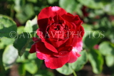 UK, LONDON, Regent's Park, Rose Gardens, deep red rose, UK15029JPL