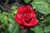 UK, LONDON, Regent's Park, Rose Gardens, deep red rose, UK15032JPL