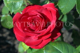 UK, LONDON, Regent's Park, Rose Gardens, deep red rose, UK15033JPL