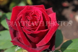 UK, LONDON, Regent's Park, Rose Gardens, deep red rose in full bloom, UK15182JPL