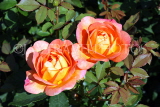 UK, LONDON, Regent's Park, Rose Gardens, deep yellow and orange roses, UK15215JPL