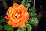 UK, LONDON, Regent's Park, Rose Gardens, orange Rose, UK40396JPL