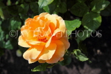 UK, LONDON, Regent's Park, Rose Gardens, orange Rose, UK40402JPL
