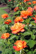 UK, LONDON, Regent's Park, Rose Gardens, orange Roses, UK40395JPL