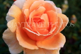 UK, LONDON, Regent's Park, Rose Gardens, orange and peach colour rose, UK29830JPL