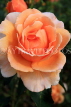 UK, LONDON, Regent's Park, Rose Gardens, orange and peach colour rose, UK29831JPL