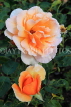 UK, LONDON, Regent's Park, Rose Gardens, orange and peach colour roses, UK29829JPL