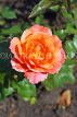 UK, LONDON, Regent's Park, Rose Gardens, orange and pink rose, UK15217JPL