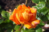 UK, LONDON, Regent's Park, Rose Gardens, orange rose, UK15022JPL