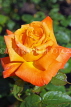 UK, LONDON, Regent's Park, Rose Gardens, orange rose, UK15028JPL