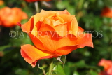 UK, LONDON, Regent's Park, Rose Gardens, orange rose, UK15046JPL