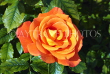 UK, LONDON, Regent's Park, Rose Gardens, orange rose, UK15122JPL