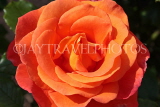UK, LONDON, Regent's Park, Rose Gardens, orange rose, UK15123JPL
