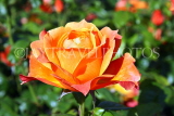 UK, LONDON, Regent's Park, Rose Gardens, orange rose, UK15134JPL