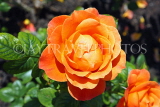 UK, LONDON, Regent's Park, Rose Gardens, orange rose, UK15136JPL