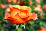 UK, LONDON, Regent's Park, Rose Gardens, orange rose, UK15137JPL