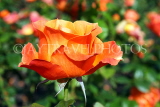 UK, LONDON, Regent's Park, Rose Gardens, orange rose, UK15138JPL