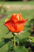 UK, LONDON, Regent's Park, Rose Gardens, orange rose, UK15140JPL
