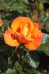 UK, LONDON, Regent's Park, Rose Gardens, orange rose, UK15166JPL