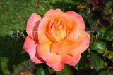 UK, LONDON, Regent's Park, Rose Gardens, orange rose, UK15218JPL