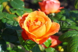 UK, LONDON, Regent's Park, Rose Gardens, orange rose, UK15239JPL