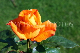 UK, LONDON, Regent's Park, Rose Gardens, orange rose, UK15240JPL