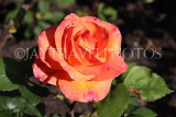 UK, LONDON, Regent's Park, Rose Gardens, orange rose, UK15254JPL