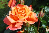 UK, LONDON, Regent's Park, Rose Gardens, orange rose, UK15256JPL