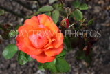 UK, LONDON, Regent's Park, Rose Gardens, orange rose, UK29836JPL