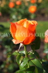 UK, LONDON, Regent's Park, Rose Gardens, orange rose bud, UK15044JPL