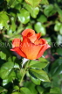 UK, LONDON, Regent's Park, Rose Gardens, orange rose bud, UK15047JPL