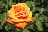 UK, LONDON, Regent's Park, Rose Gardens, orange rose in full bloom, UK15126JPL