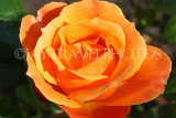 UK, LONDON, Regent's Park, Rose Gardens, orange rose in full bloom, UK15139JPL