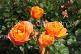 UK, LONDON, Regent's Park, Rose Gardens, orange roses, UK15106JPL