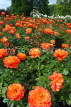 UK, LONDON, Regent's Park, Rose Gardens, orange roses in bloom, UK15104JPL