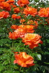 UK, LONDON, Regent's Park, Rose Gardens, orange roses in bloom, UK15105JPL