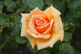 UK, LONDON, Regent's Park, Rose Gardens, pale yellow orange rose, UK15551JPL