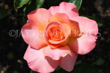 UK, LONDON, Regent's Park, Rose Gardens, pink and orange rose, UK15221JPL