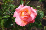 UK, LONDON, Regent's Park, Rose Gardens, pink and orange rose, UK15222JPL