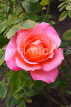 UK, LONDON, Regent's Park, Rose Gardens, pink orange rose, UK15556JPL