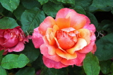 UK, LONDON, Regent's Park, Rose Gardens, pink orange rose, UK15557JPL