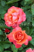 UK, LONDON, Regent's Park, Rose Gardens, pink orange roses, UK15547JPL