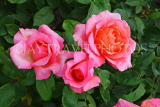 UK, LONDON, Regent's Park, Rose Gardens, pink orange roses, UK15548JPL