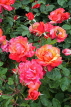 UK, LONDON, Regent's Park, Rose Gardens, pink orange roses, UK15558JPL