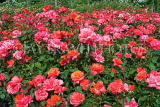 UK, LONDON, Regent's Park, Rose Gardens, pink orange roses, UK15560JPL