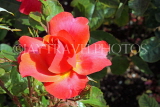UK, LONDON, Regent's Park, Rose Gardens, pink red rose, UK15559JPL
